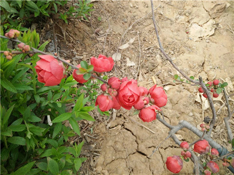 河南鋼模板廠家陽(yáng)春三月歡迎您的到來(lái)